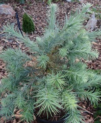 Japanese Larch 'Blue Kroc'