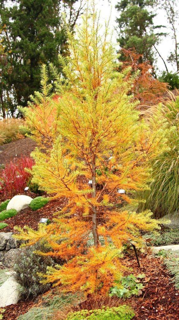 Japanese Larch Paper Lanterns