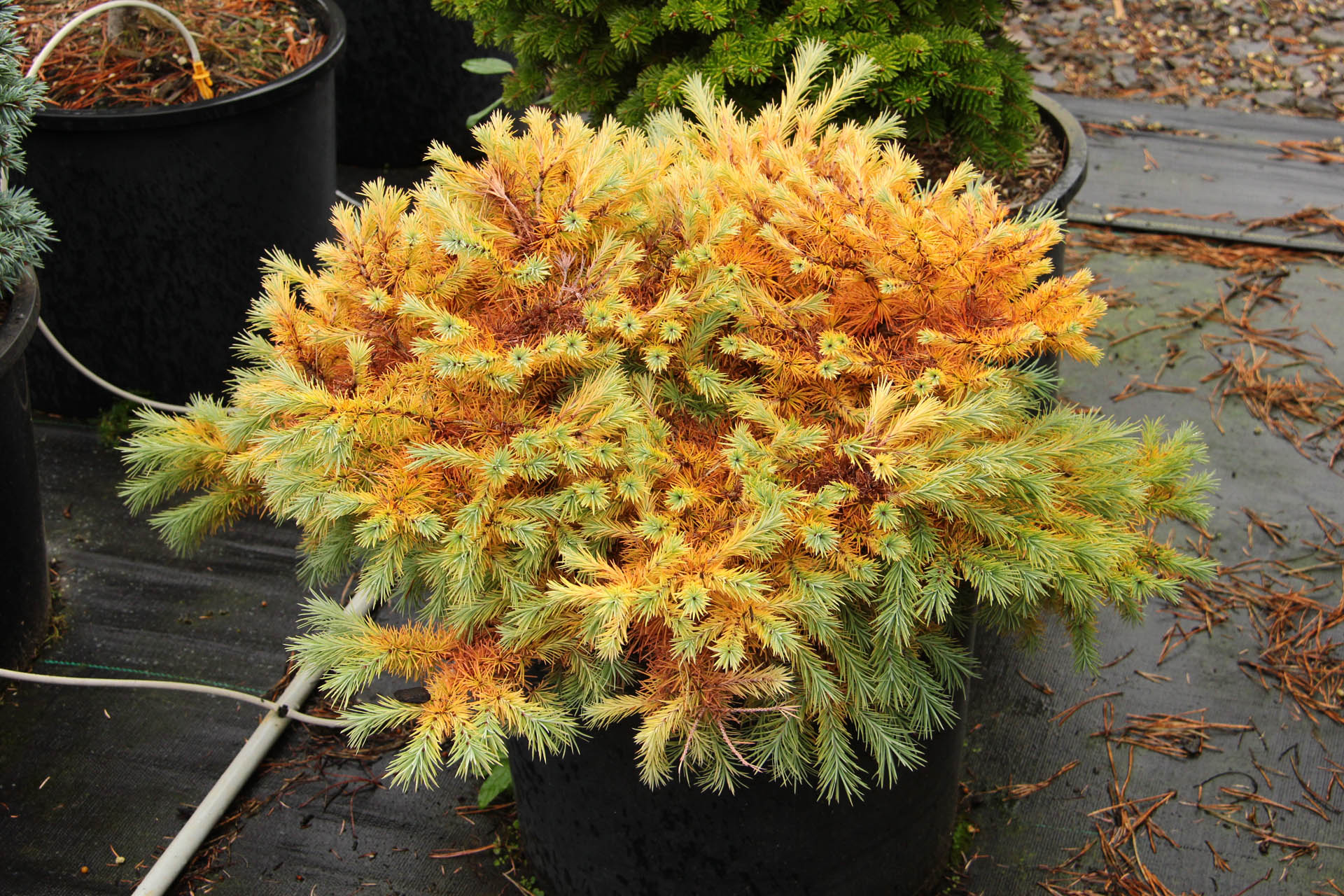 Japanese Larch Peve Tunnis