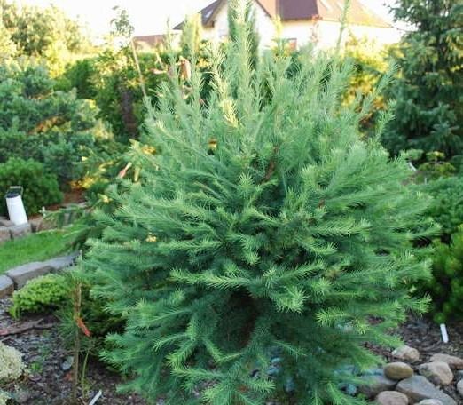 Japanese Larch Susterzeel