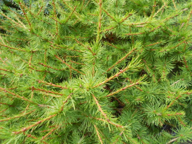 Western Larch, Hackmatack Bollinger