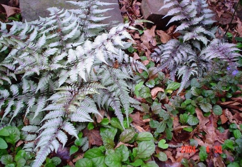 Anisocampium, Japanese Painted Fern Burgundy Lace
