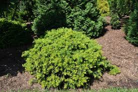 Japanese Yew Helen Corbet