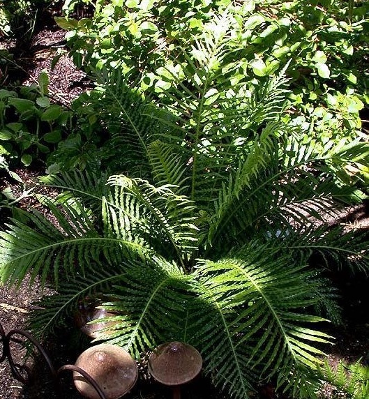 Oceaniopteris, Dwarf Tree Fern Silver Lady