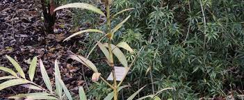 Agathis Species, Moores Kauri, Pacific Kauri