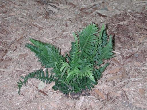Thelypteris Species, Japanese Beech Fern