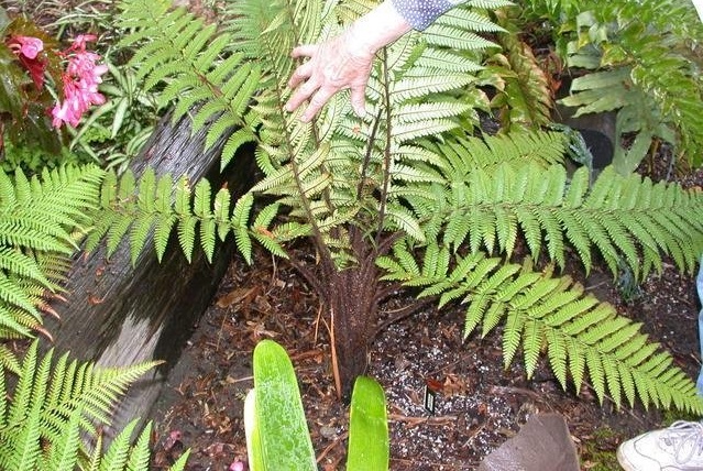 Dicksonia Species, Harsh Tree Fern, Rough Tree Fern, Wheki