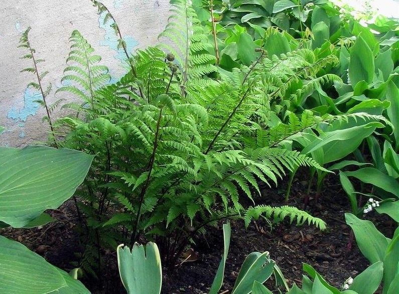 Athyrium Species, Red Lady Fern Lady in Red