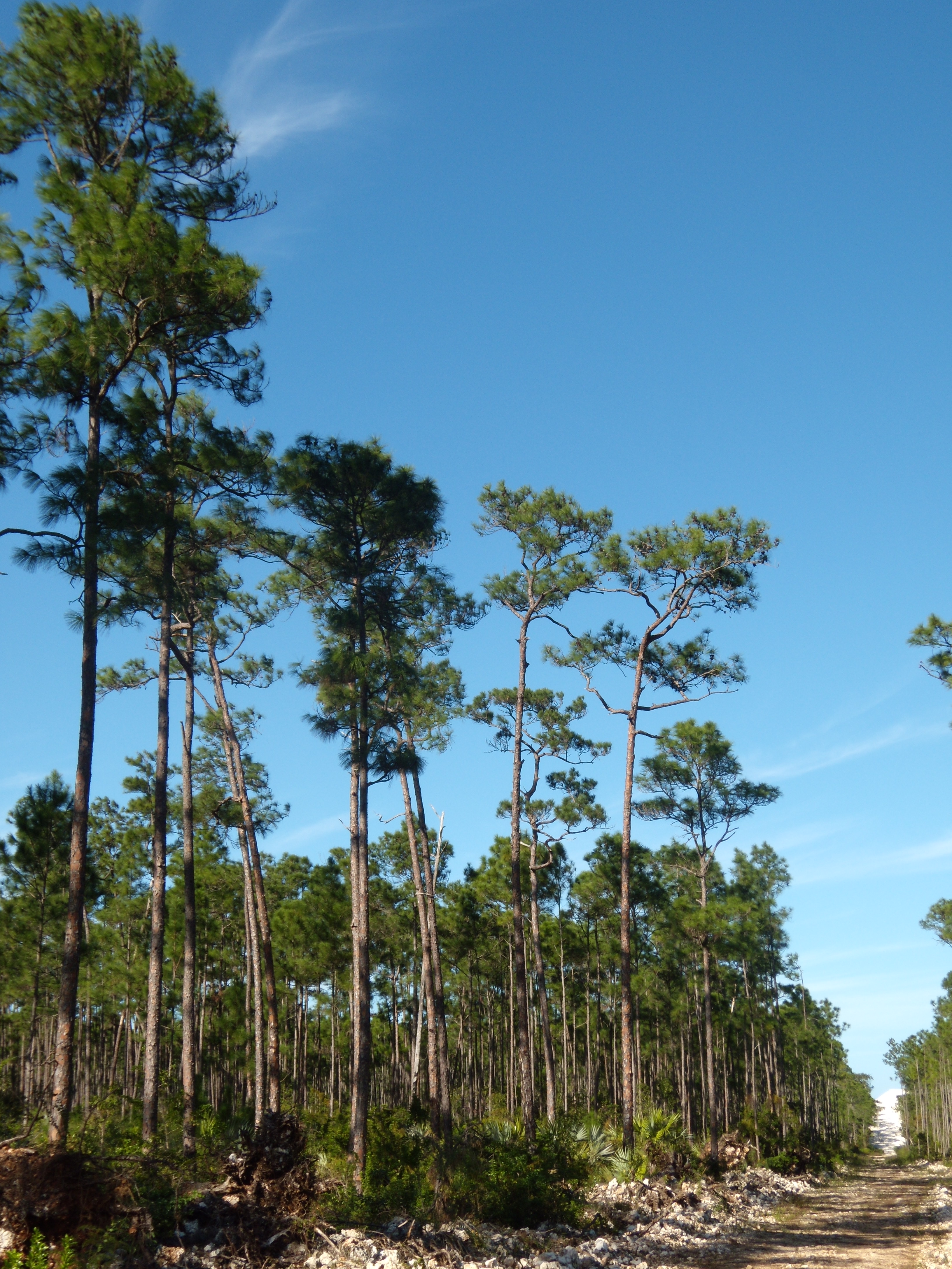 Bahamas Pine