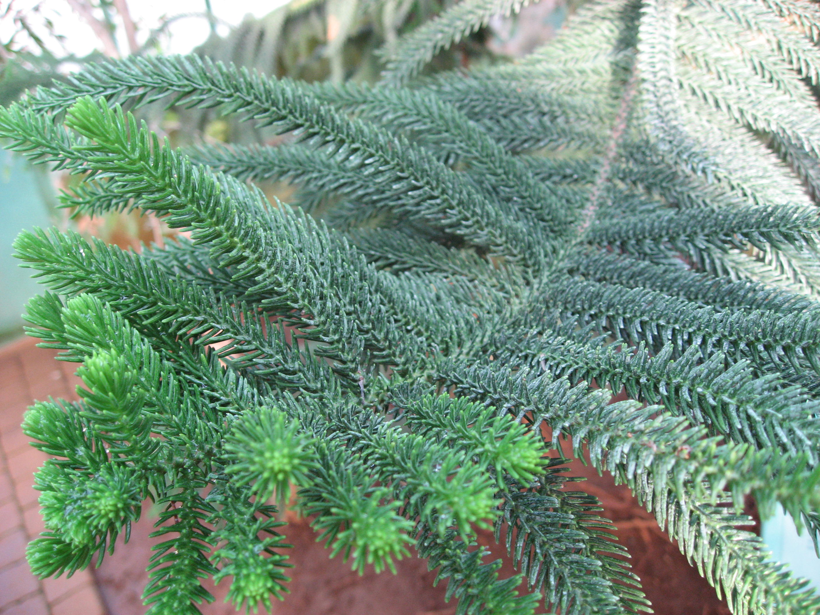 Araucaria Species, Coast Araucaria