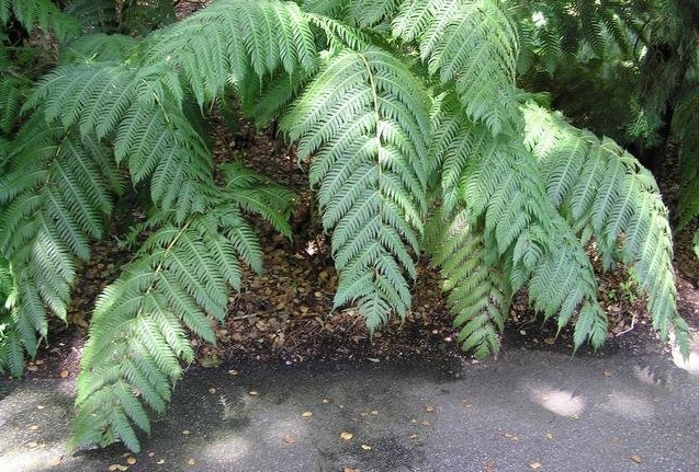 Woodwardia Species, Chain Fern, European Chain Fern, Rooting Chainfern