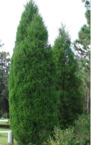 Southern Redcedar