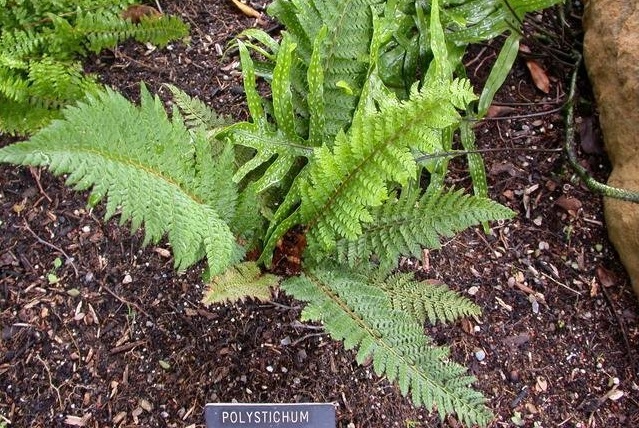 Soft Shield Fern