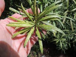 Podocarpus, Plum Pine Variegatus