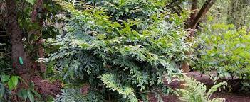 Vietnam Incense-Cedar