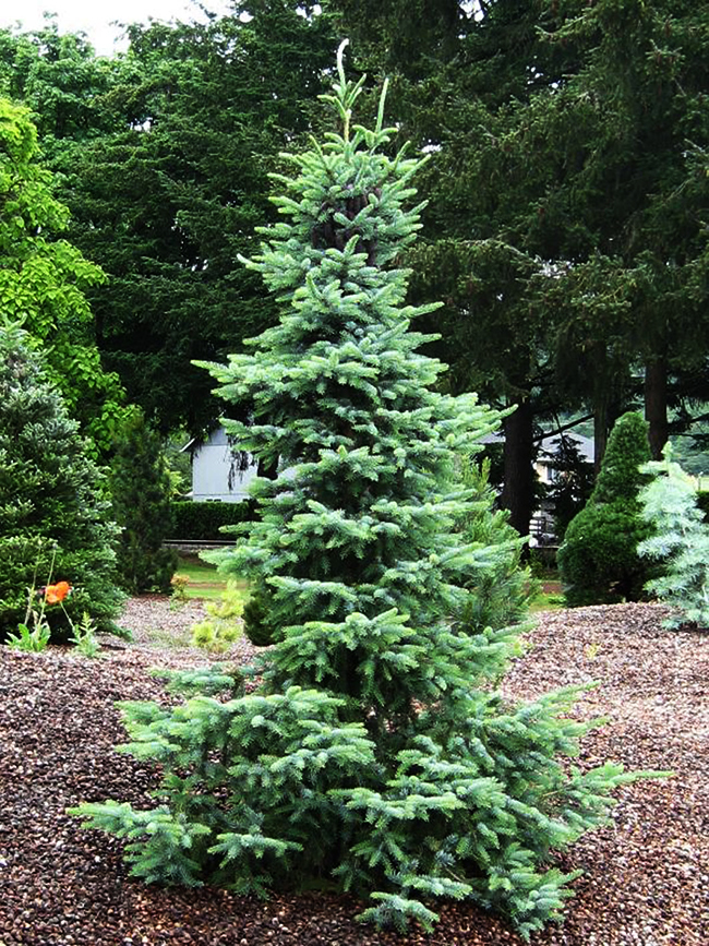 Picea, Bruns Serbian Spruce Bruns