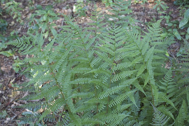 Athyrium Species, Southern Lady Fern