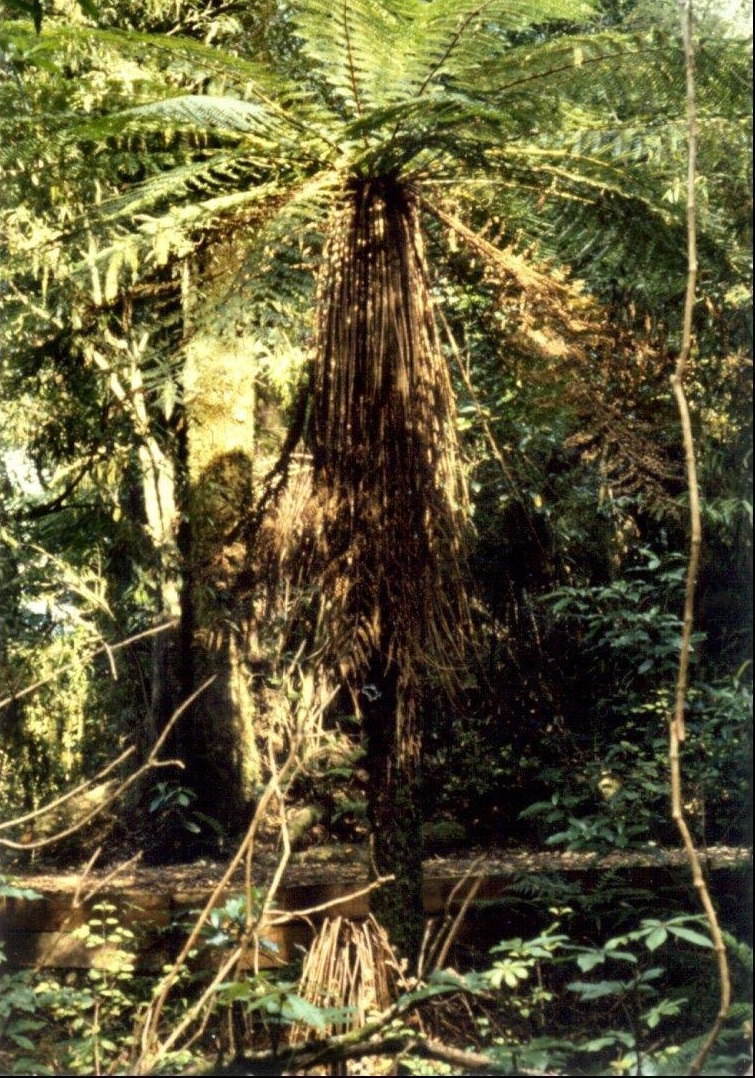 Alsophila Species, Golden Tree Fern, Katote, Soft Tree Fern