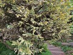 Lawson False Cypress 'Stilton Cheese'
