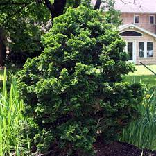 Hinoki False Cypress Gracilis Compacta