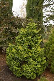 Hinoki False Cypress Kosterii