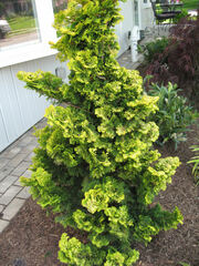 Hinoki False Cypress 'Verdonii' 'Verdonii'