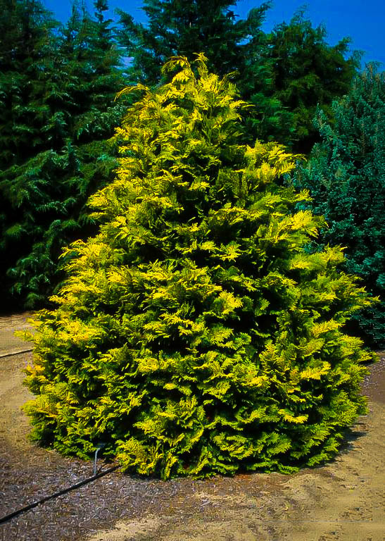 Hinoki False Cypress Yellowtip Yellowtip