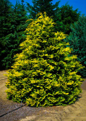 Hinoki False Cypress 'Yellowtip' 'Yellowtip'
