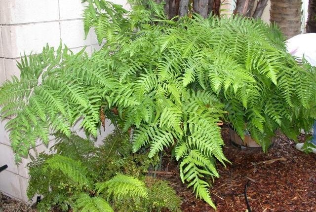 Plate Fern
