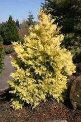 Incense-Cedar 'Maupin Glow'