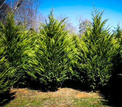 Cupressus, Leyland Cypress Murray