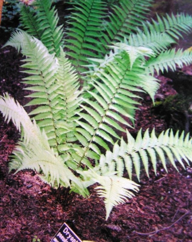 Dryopteris Species, Mexican Male Fern