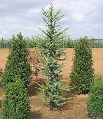 Columnar Blue Atlas Cedar Glauca Fastigiata