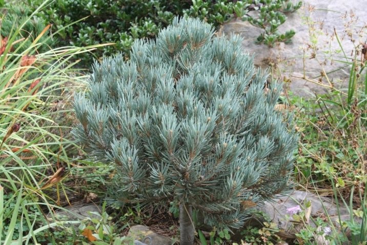 Single-leaf Pion Pine, Single-leaf Pinyon Pine Blue Jazz