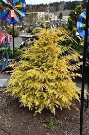 Canadian Hemlock, Eastern Hemlock Monjers