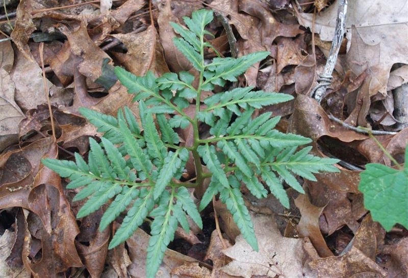 Sceptridium Species, Bronze Fern, Cut-Leaf Grape Fern, Grape Fern