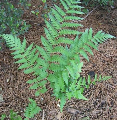 Log Fern