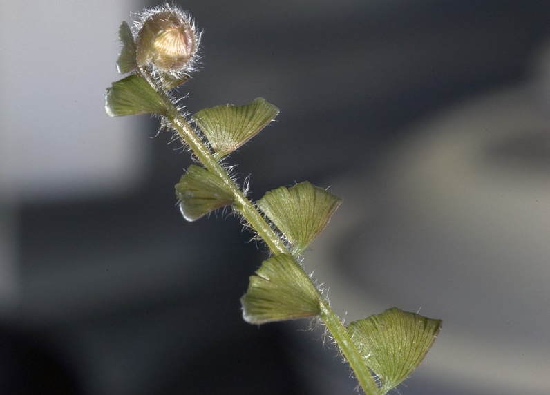 Angel Wings, Tailed Maidenhair, Trailing Maidenhair