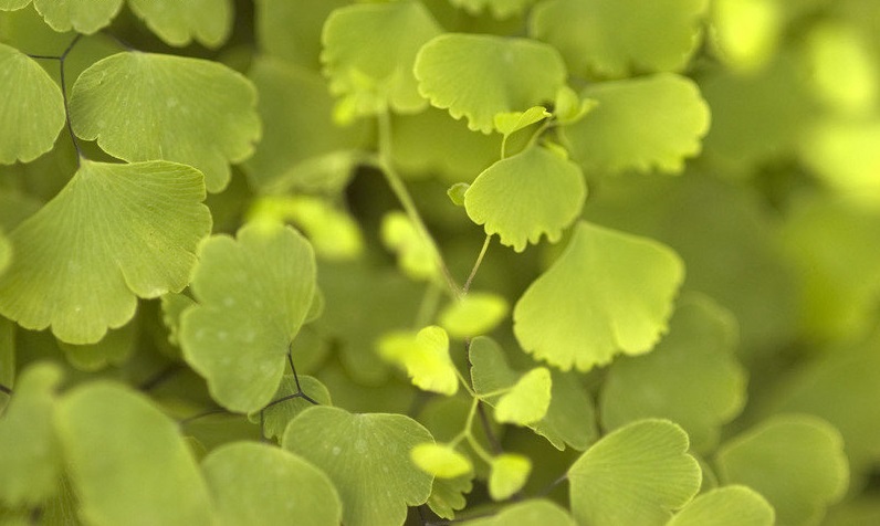 Meadow-rue Maidenhair Fern Argentine Lace