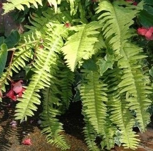 Nephrolepis, Golden Boston Fern Aurea