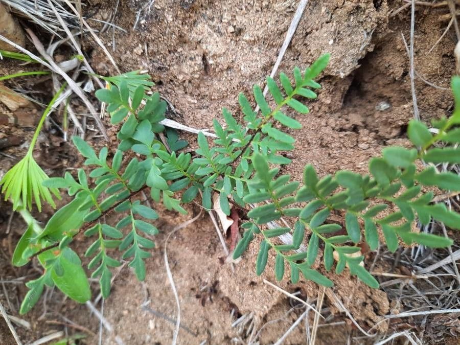 Oeosporangium Species, Green Cliffbrake, Green Cliff-brake