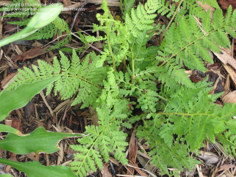 Lace Fern, Ring Fern, Scented Fern
