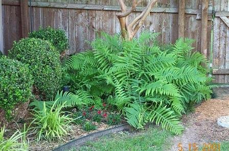 Beaded Wood Fern