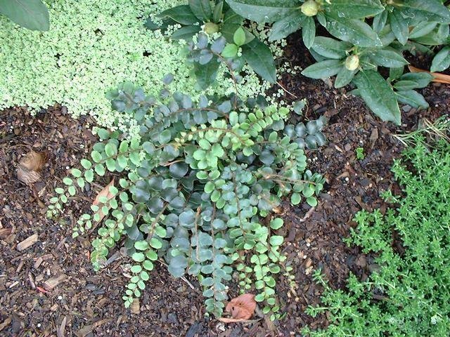 Pellaea Species, Roundleaf Fern, Button Fern
