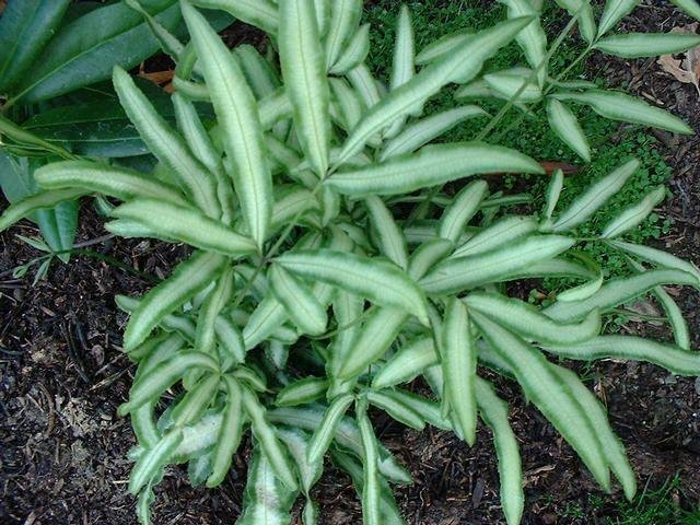 Pteris, Silver Lace Fern, Slender Brake Fern Evergemiensis