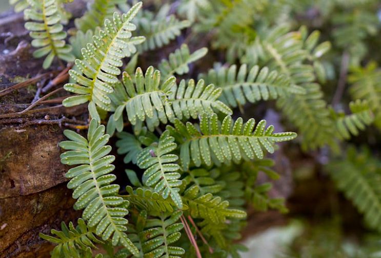 Pleopeltis Species, Little Gray Polypody, Resurrection Fern