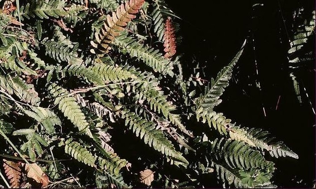 Doodia Species, Common Rasp Fern, Hacksaw Fern