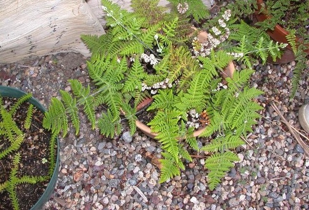Aleuritopteris Species, Floury Cloak Fern