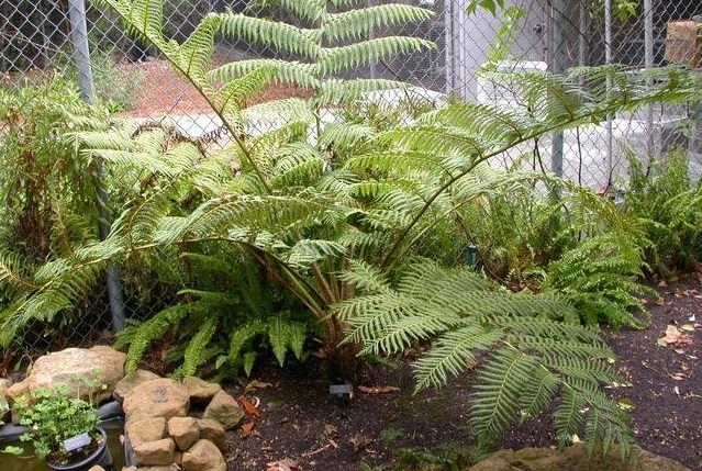 Alsophila Species, Brush Pot Tree, Flying Spider-Monkey Tree Fern