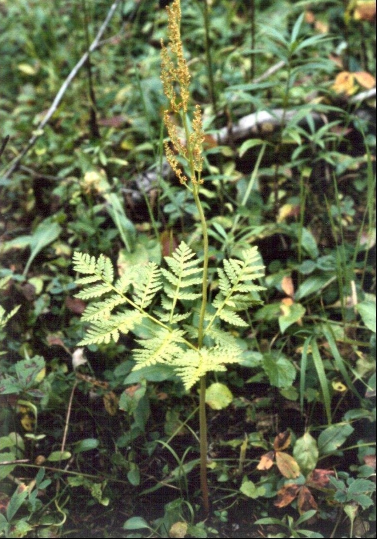 Botrychium Species, Rattlesnake Fern